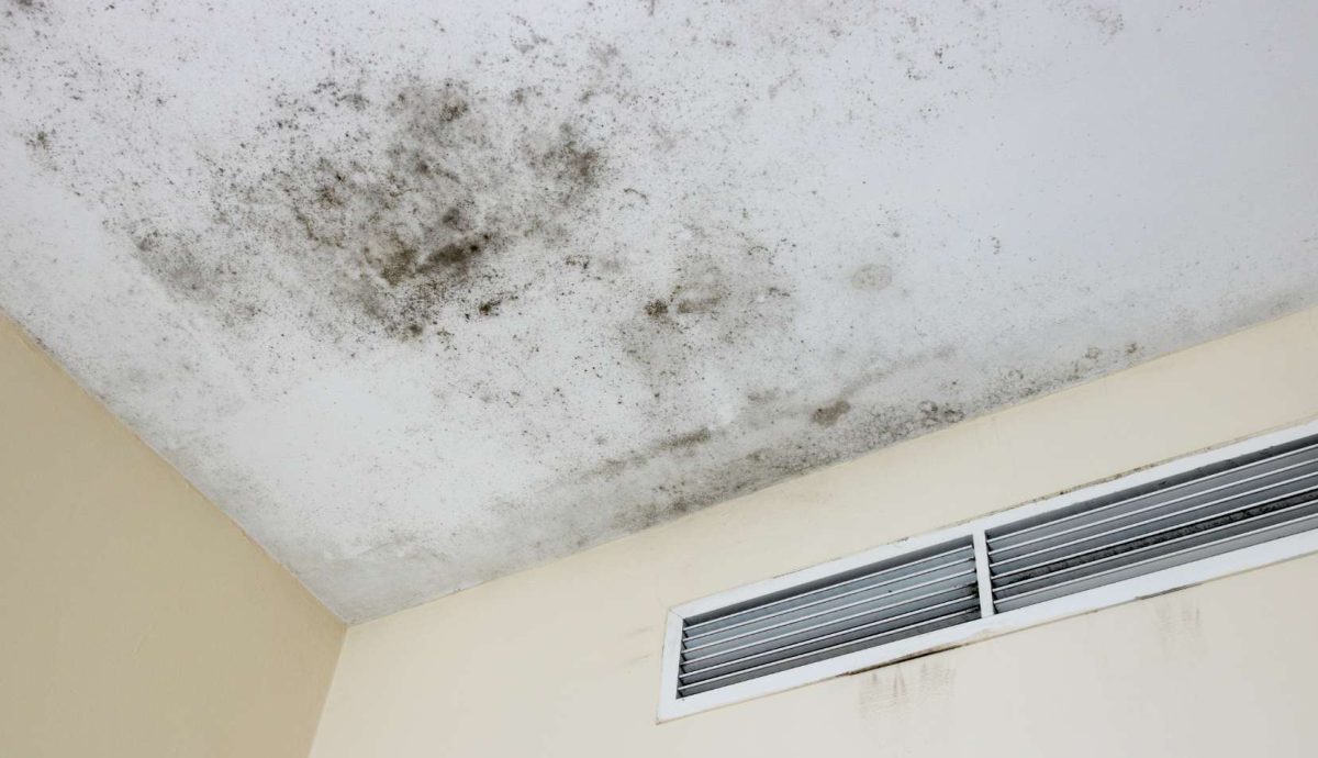 Signs of Mold Infestation in Your Home