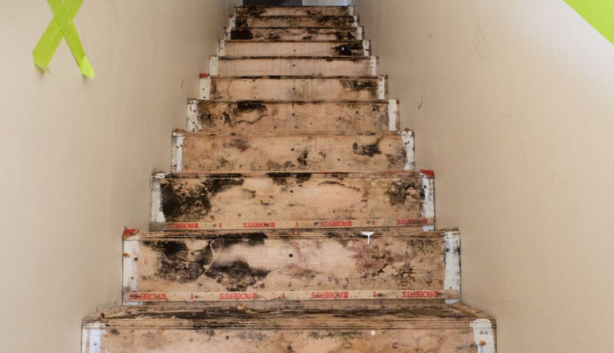 Understanding Mold and Why Mold Removal Matters
