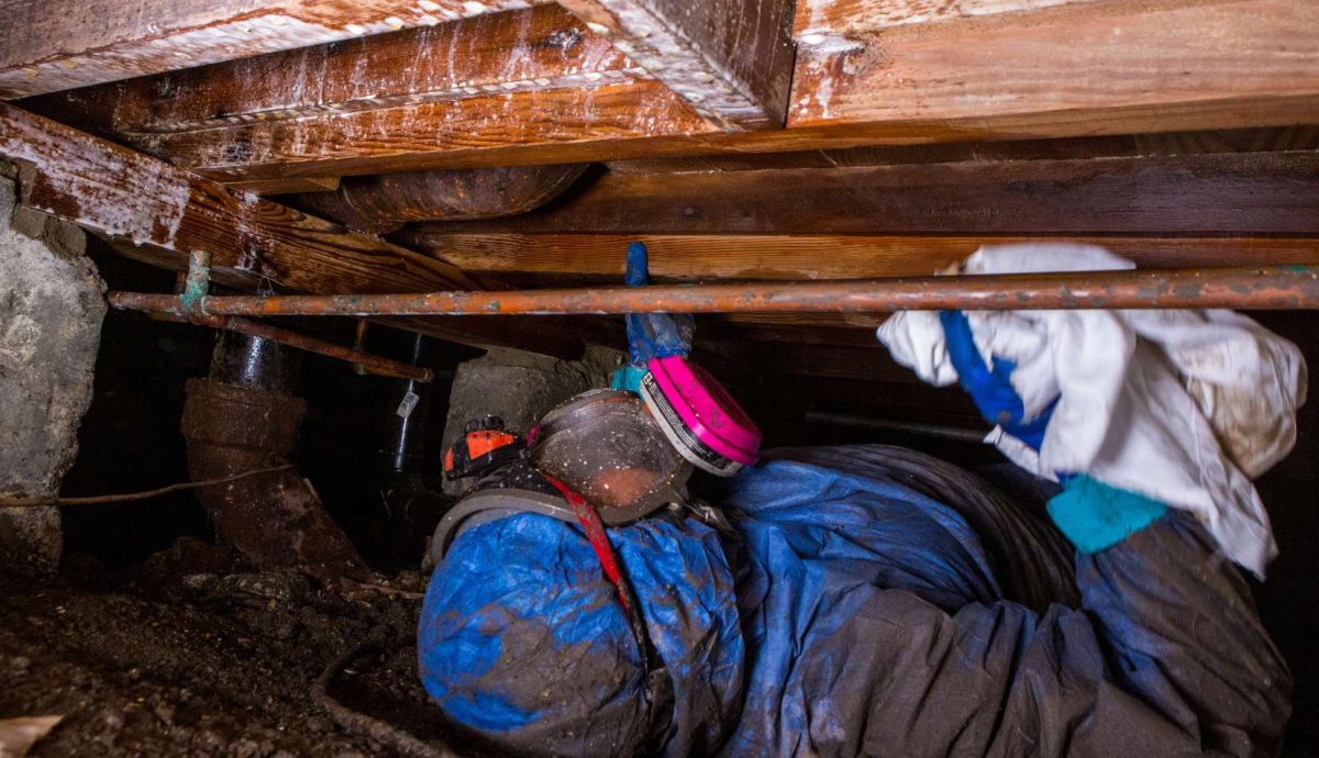 What Causes Mold and How to Prevent It
