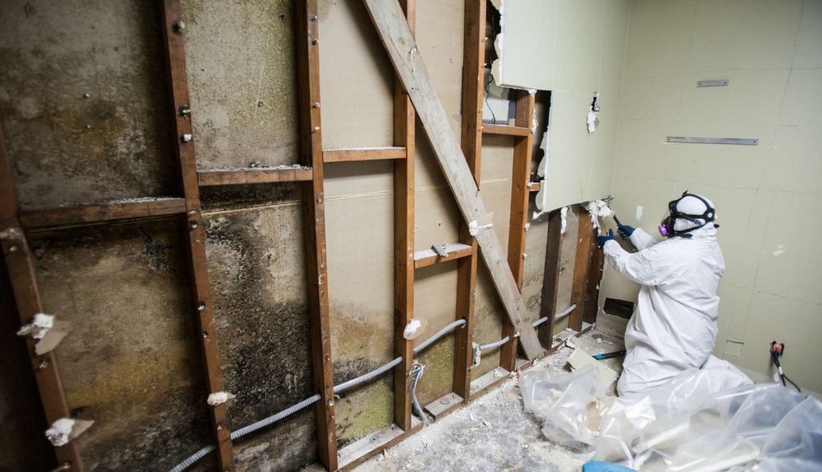 Why Choose a Professional Mold Removal Company